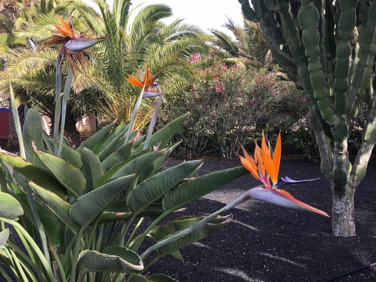 Casa Panama,In Der Finca Mimosa Teguise  Bagian luar foto